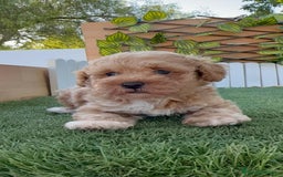 Caniche Toy perros en venta: CANICHE TOY MACHO - Imagen 5