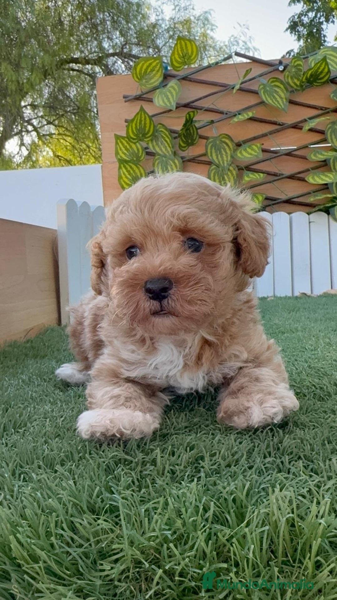 Caniche Toy perros en venta: CANICHE TOY MACHO - Imagen 5