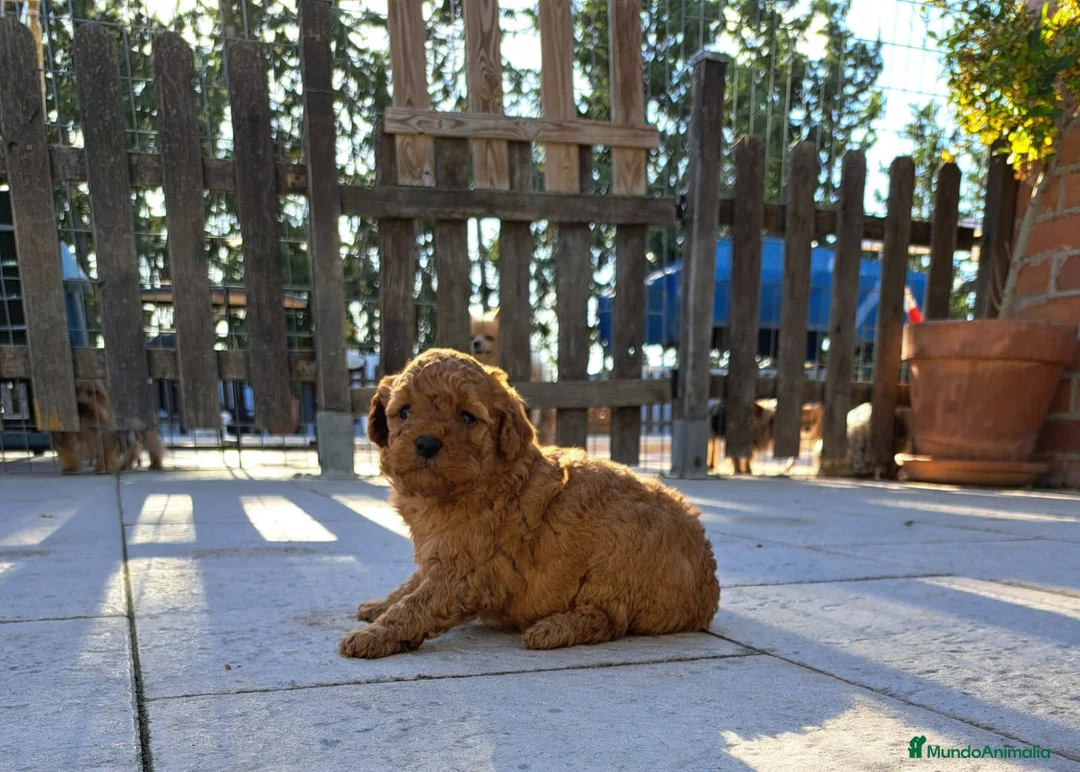 Labradoodle perros en venta: Labradoodle  - Anuncio 2