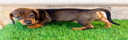 Teckel Miniatura perros en venta: Teckel Miniatura Hoja - Anuncio 10