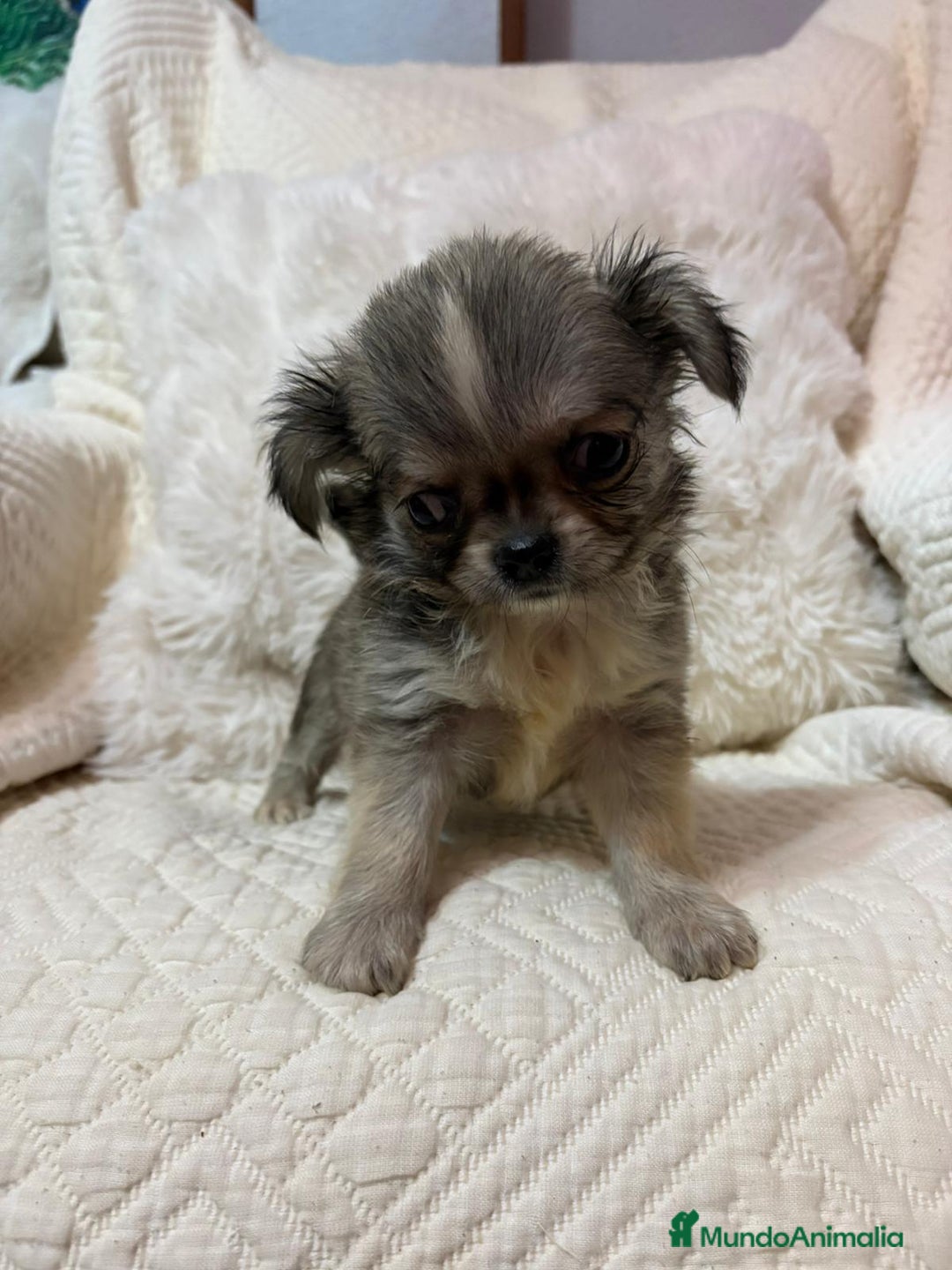 Chihuahua perros en venta: Chihuahua toy pelo largo  - Imagen 7