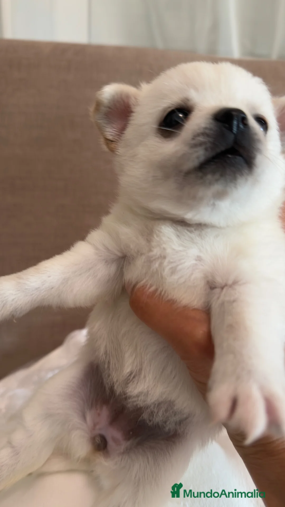 Pomchi perros en venta: Pomchi espectaculares y unicos - Anuncio 2