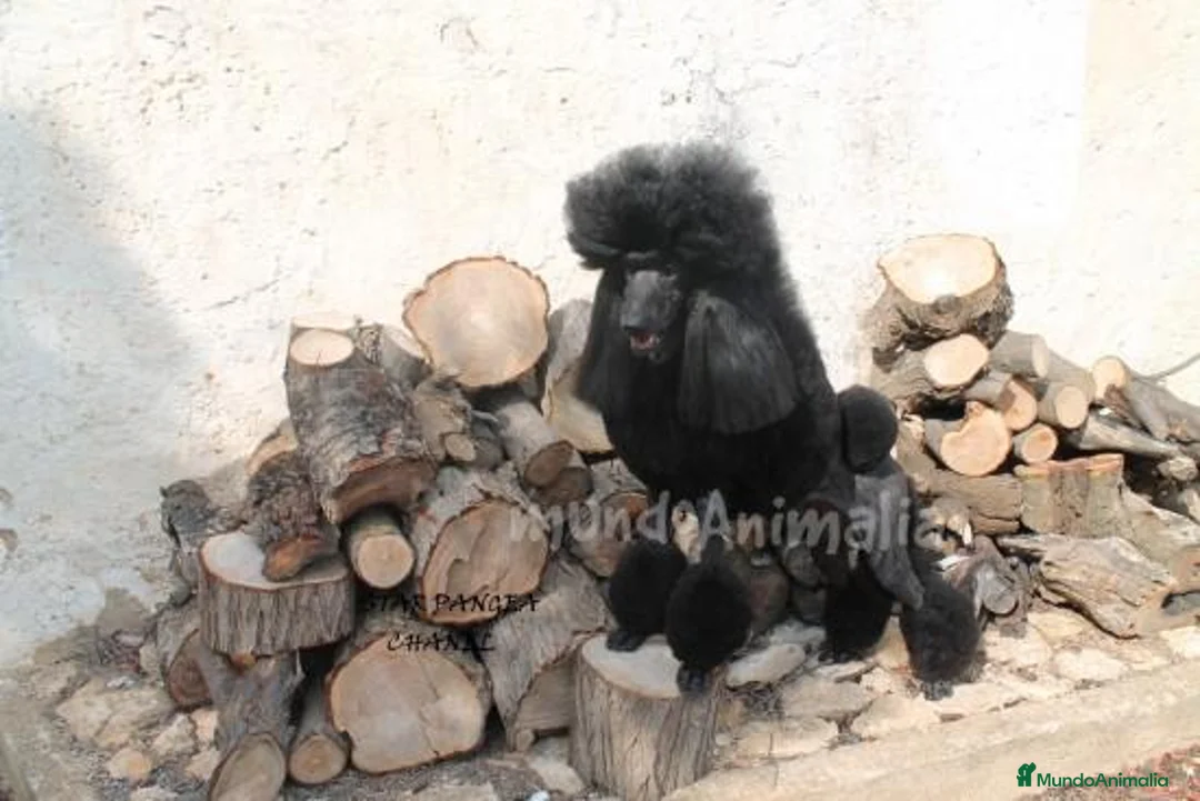 Imagen de galería {{count}}