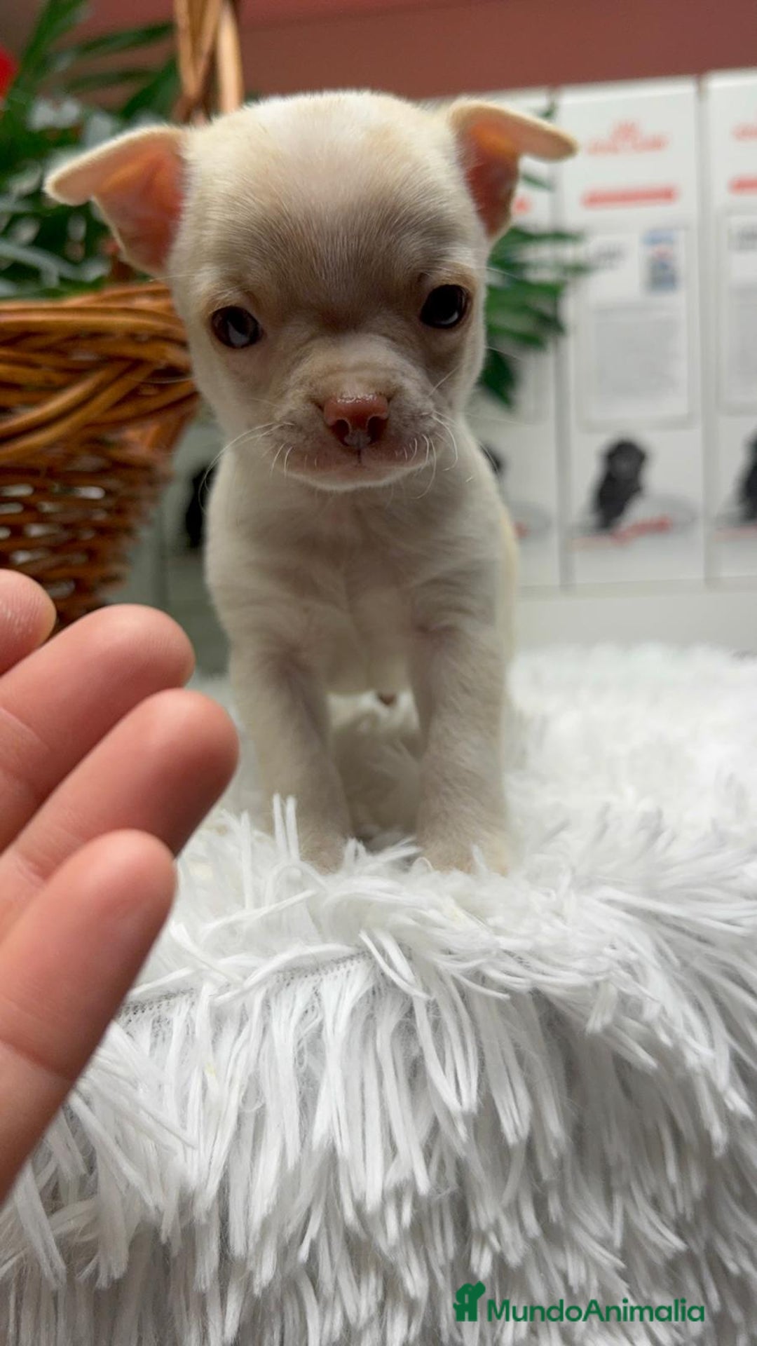 Chihuahua perros en venta: CHIHUAHUA MACHO - Anuncio 3