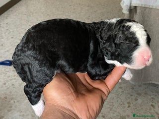 Perro de Agua Español perros PERRO DE AGUA ESPAÑOL - Anuncio 1