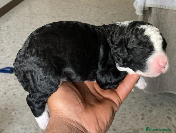 Perro de Agua Español perros PERRO DE AGUA ESPAÑOL - Anuncio 3