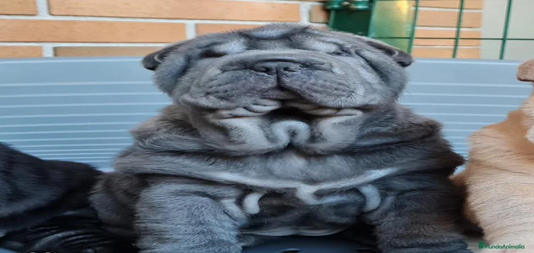 Imagen de galería {{count}}