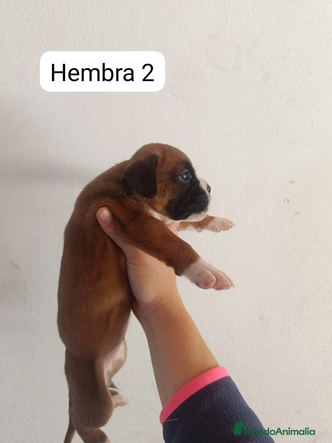 Boxer perros en venta: Boxer  - Anuncio 9