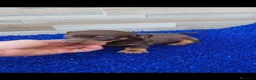 Teckel Miniatura perros en venta: Teckel kaninchen - Anuncio 7