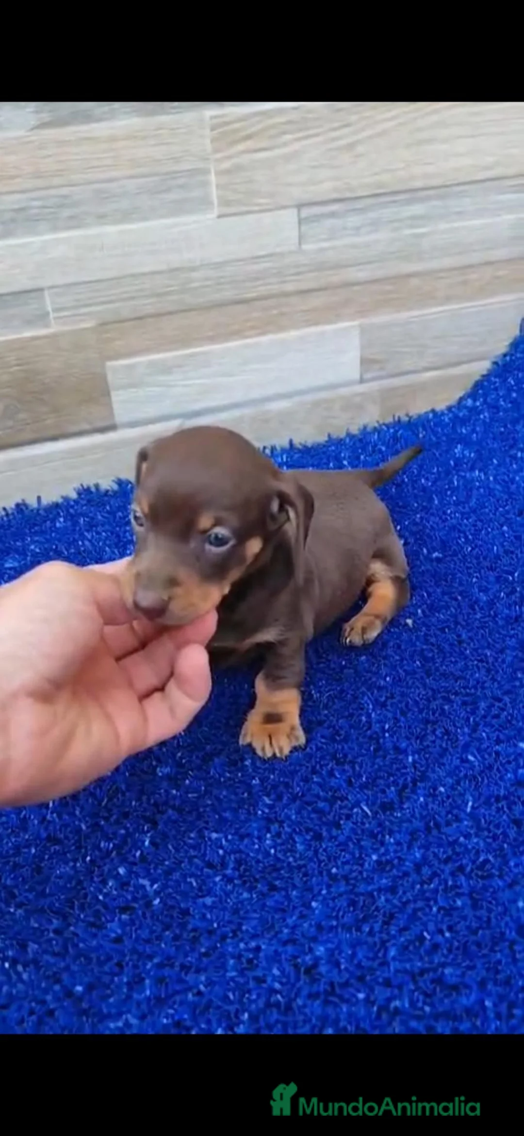 Teckel Miniatura perros en venta: Teckel kaninchen - Anuncio 7