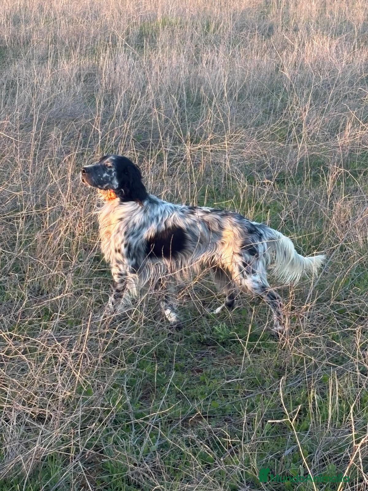 Setter Inglés perros Seter inglés  - Anuncio 1