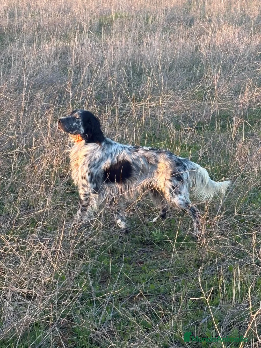 Setter Inglés perros en venta: Seter inglés  - Anuncio 1