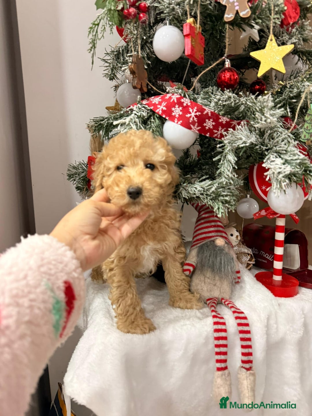 Caniche Toy perros en venta: Caniches - Anuncio 2