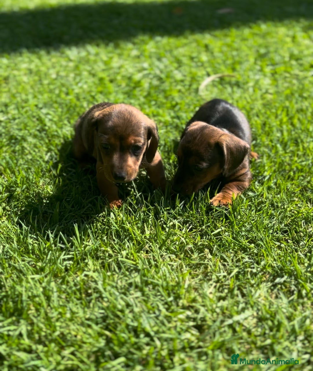 Teckel Miniatura perros en venta: Impresionantes Teckel miniatura  601144783 en Valencia - Imagen 1