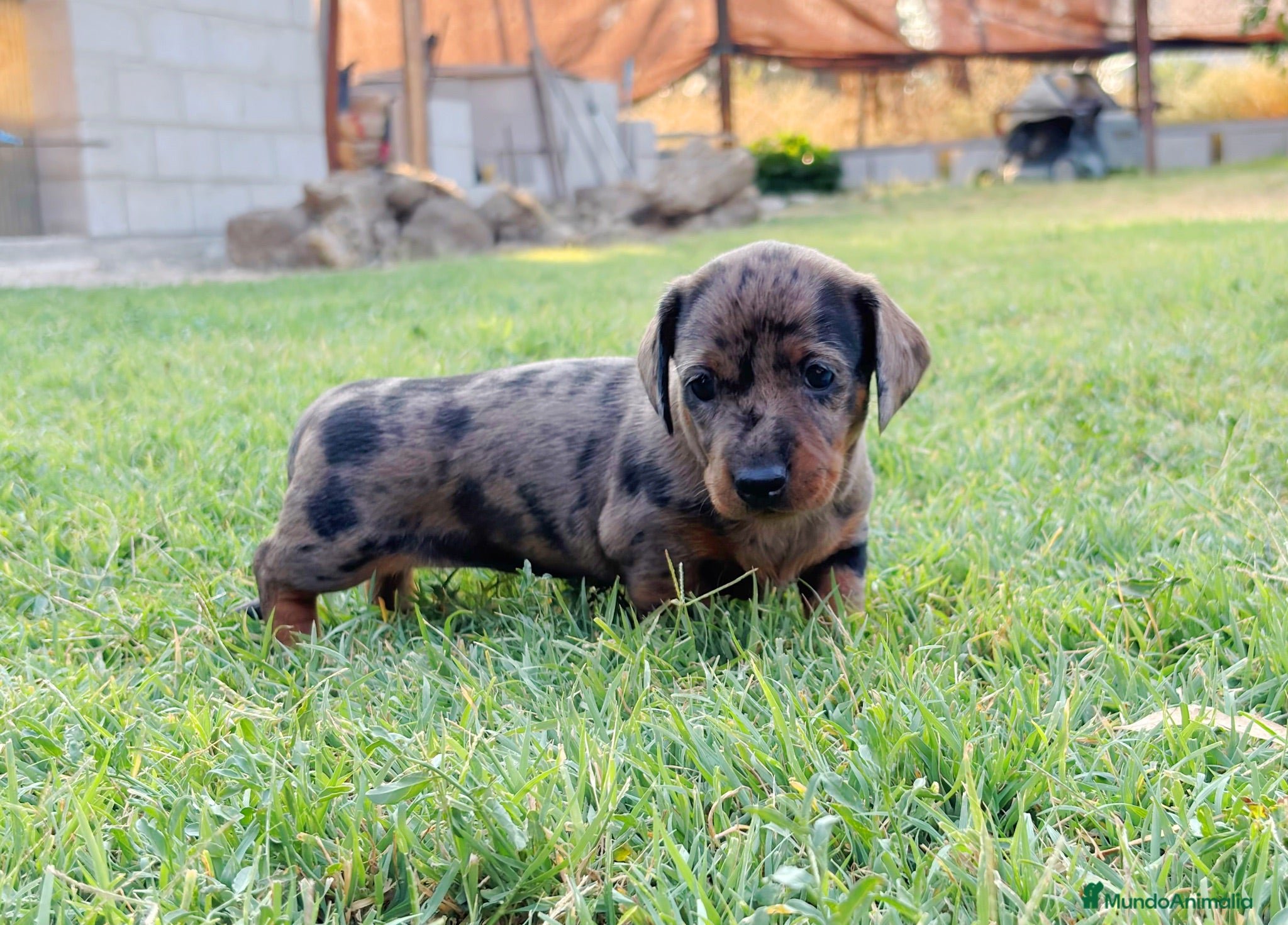 Teckel perros Teckel hembra - Anuncio 1