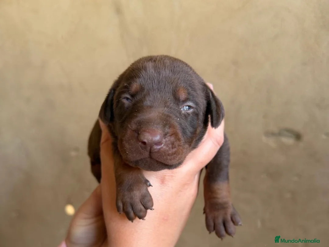 Dobermann perros en venta: Preciosa camada de Doberman chocolate  - Anuncio 2