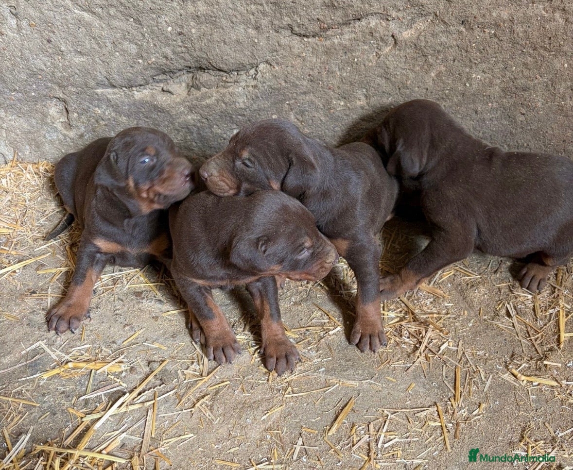 Dobermann perros Doberman chocolate disponibles - Anuncio 1
