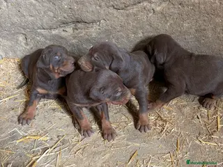 Dobermann perros Doberman chocolate disponibles - Anuncio 1