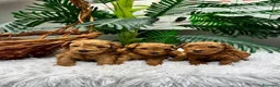 Raza Mixta perros en venta: CANICHE TOY  - Anuncio 7