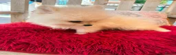 Pomerania perros en venta: Pomerania toy  - Anuncio 8