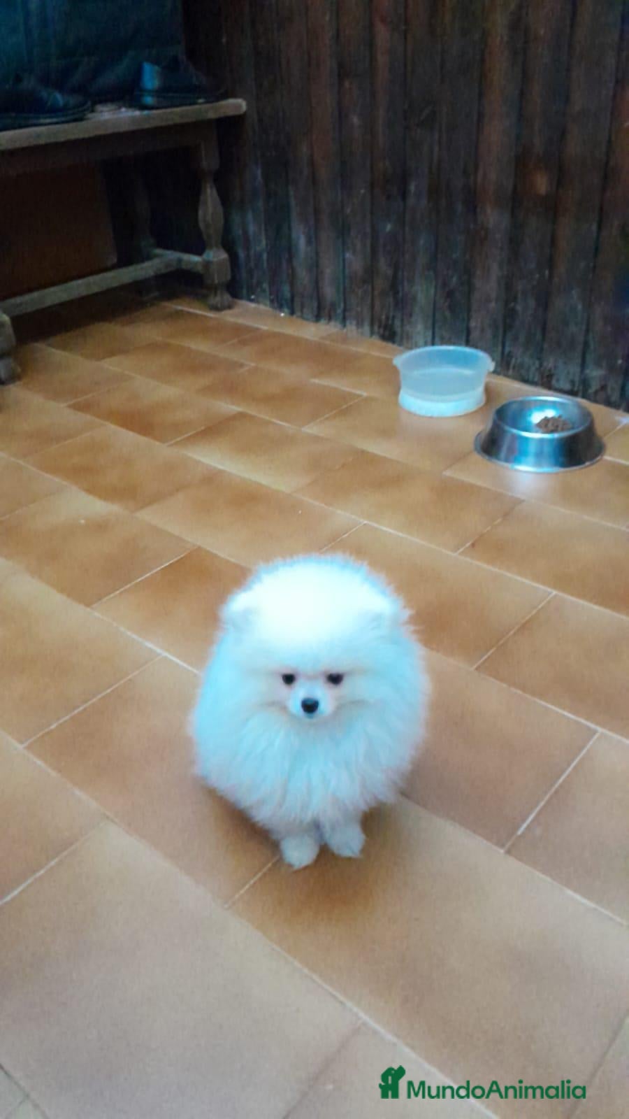 Pomerania perros Pomeranian toy - Anuncio 1