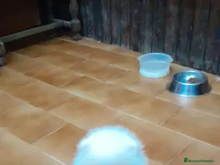 Pomerania perros Pomeranian toy - Anuncio 1