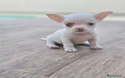 Chihuahua perros en venta: CHIHUAHUA HEMBRA - Imagen 7