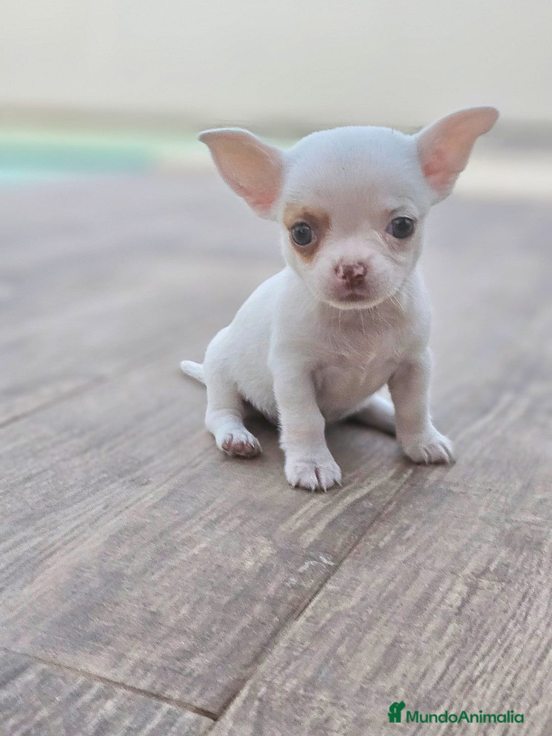 Chihuahua perros en venta: CHIHUAHUA HEMBRA - Imagen 7