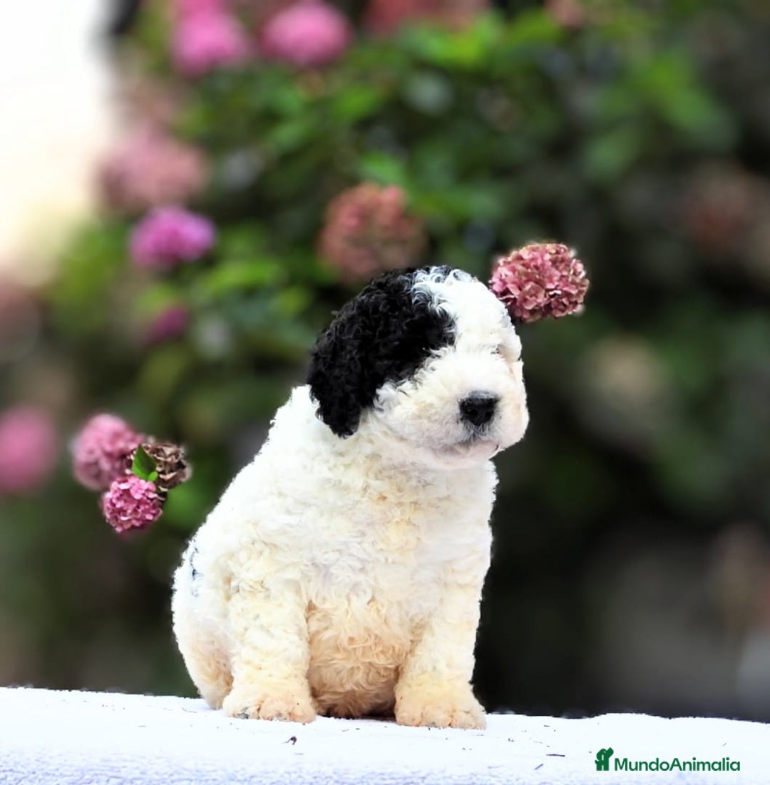 Perro de Agua Español perros en venta: Preciosa camada de perro de agua español - Imagen 4