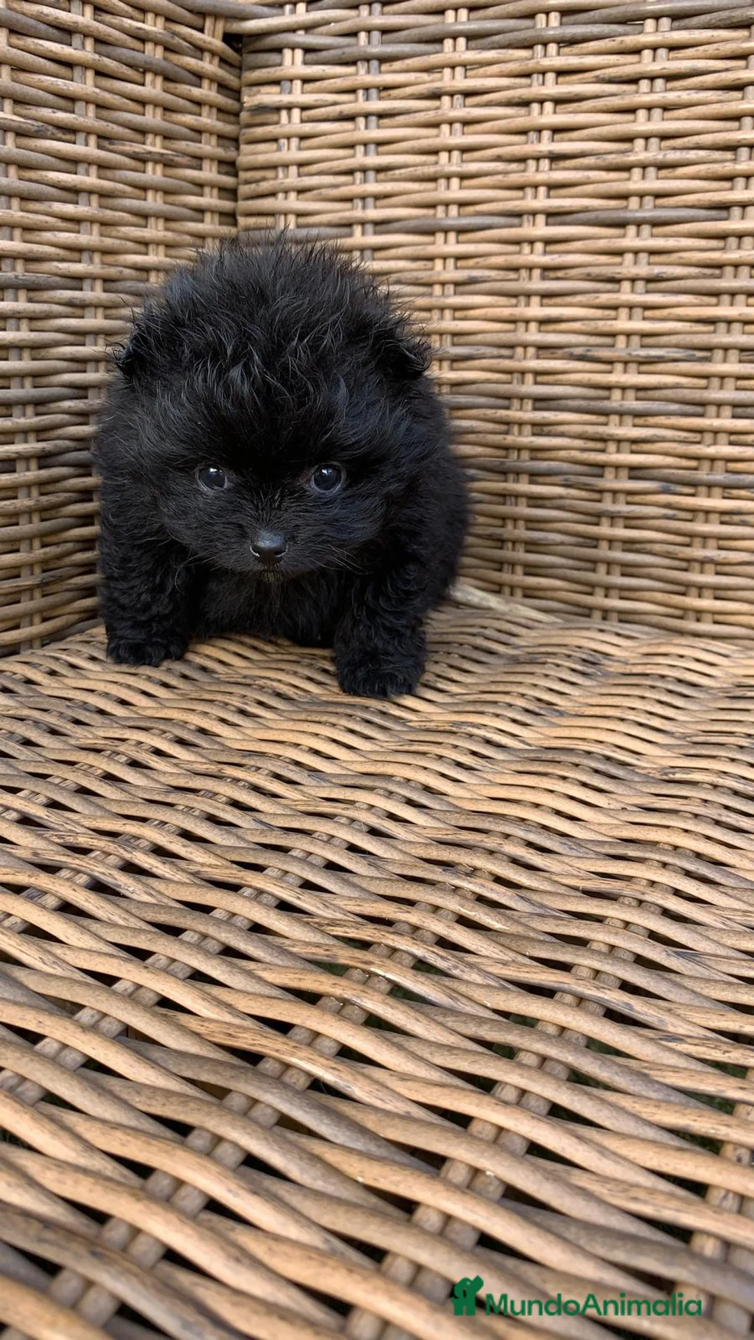 Pomerania perros en venta: Pomerania de capricho en Illes Balears - Anuncio 4