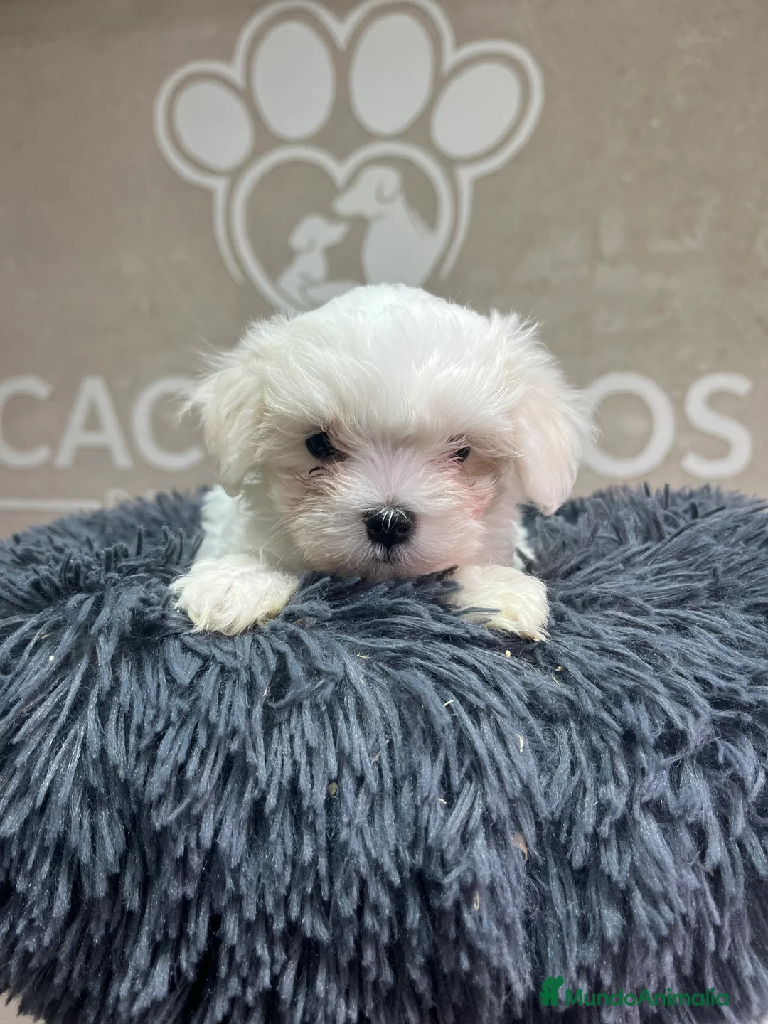 Bichón Maltés perros en venta: Bichón maltés  - Anuncio 6