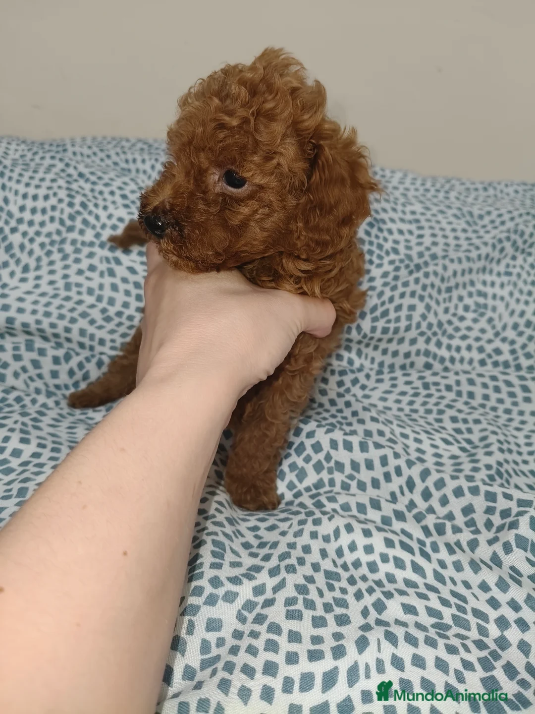 Caniche Toy perros en venta: Caniche Toy en Murcia - Anuncio 3