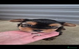 Yorkshire Terrier perros en venta: Yorkshire terrier minis  - Imagen 1