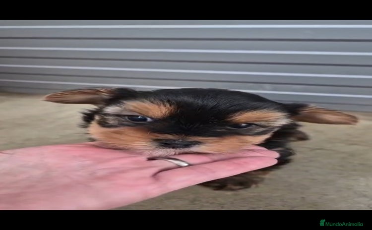 Yorkshire Terrier perros - Anuncio 1
