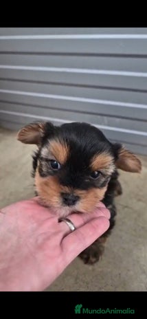 Yorkshire Terrier perros - Anuncio 1