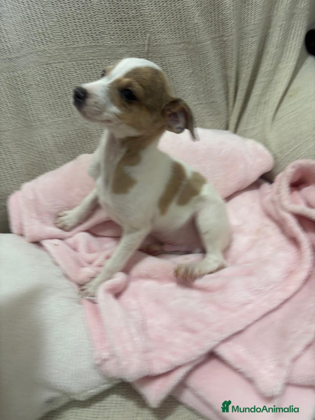 Chihuahua perros en venta: Chihuahua cabeza venado  - Imagen 7