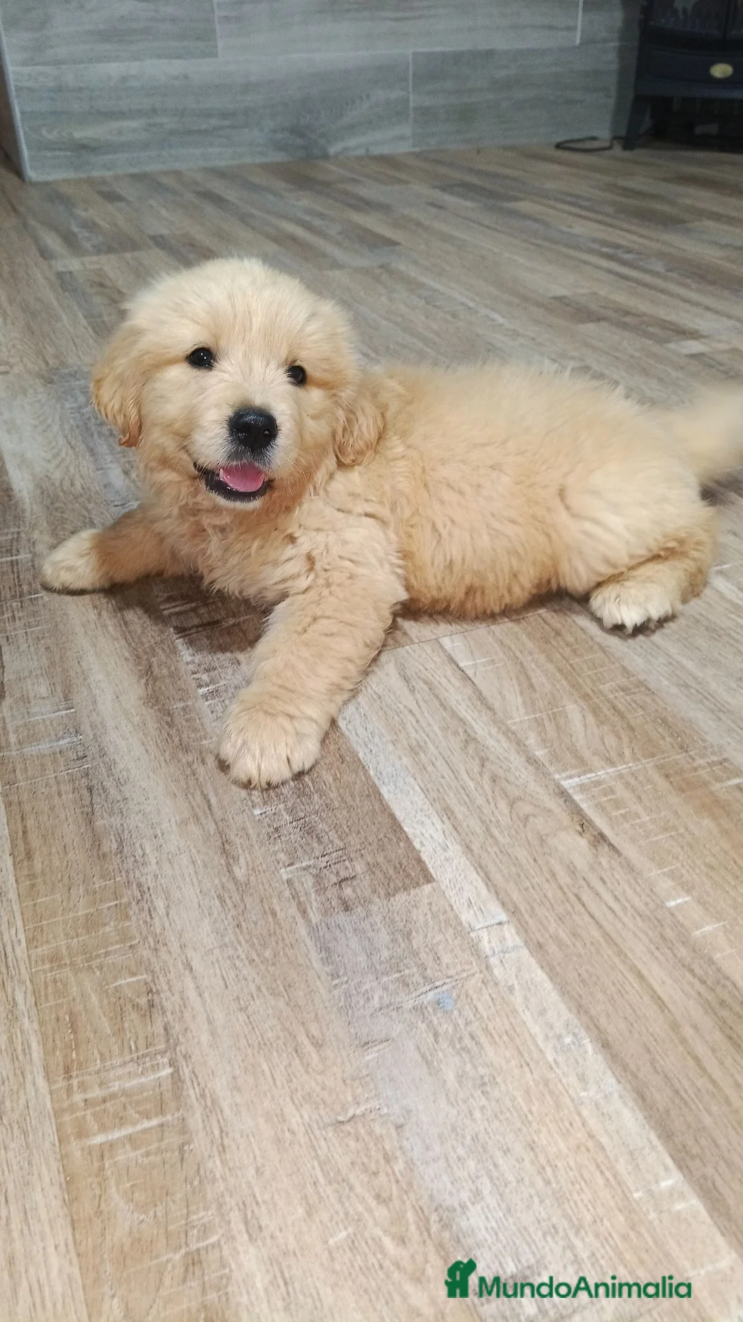 Golden Retriever perros en venta: Golden Retriever espectacular  en Sevilla - Anuncio 3