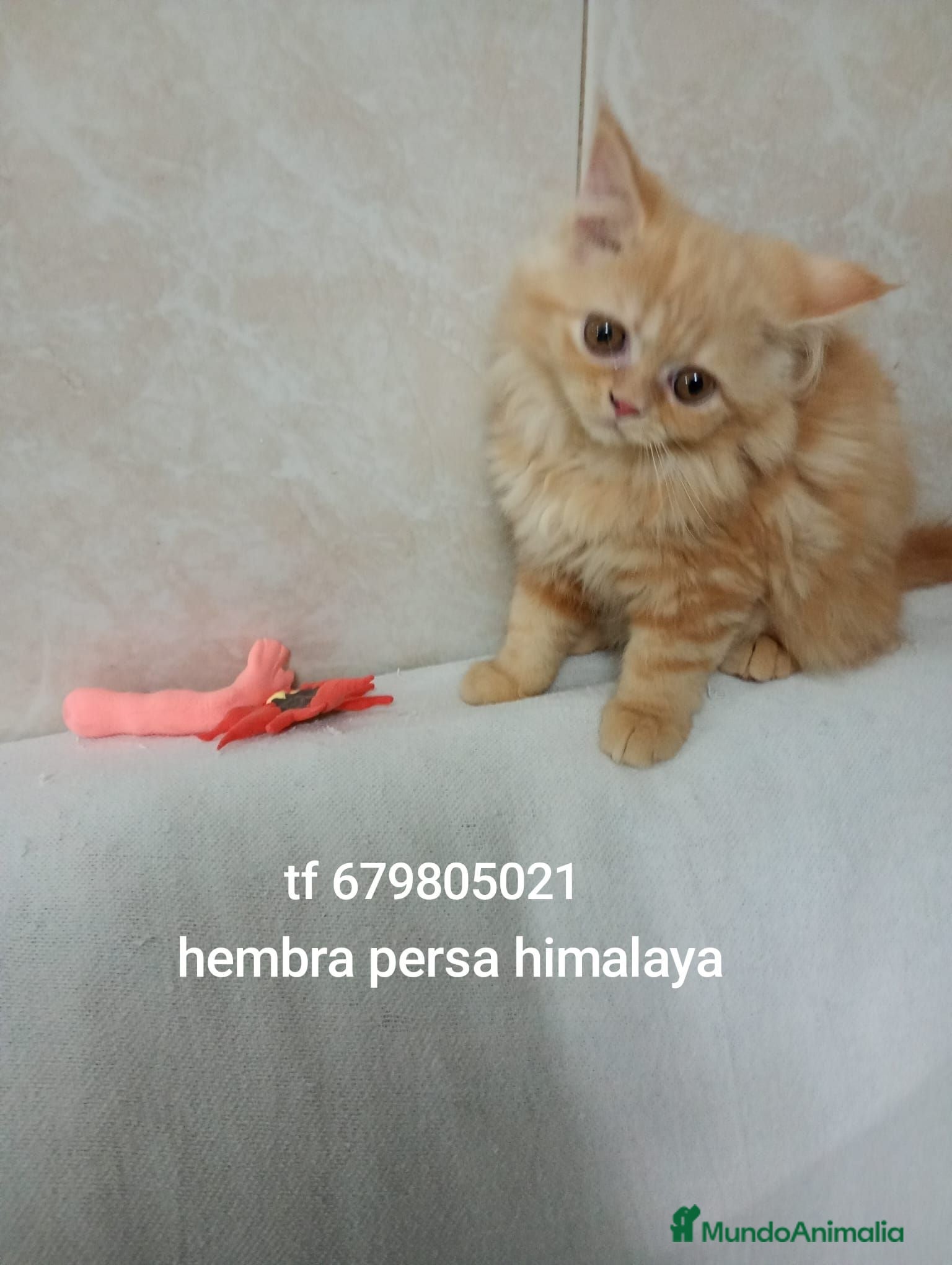 Persa gatos Disponible gatitos persa  - Anuncio 10