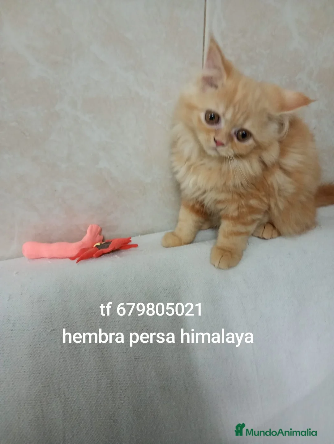 Persa gatos en venta: Disponible gatitos persa  - Anuncio 1