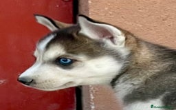 Husky Siberiano perros en venta: Husky Siberiano  - Imagen 5