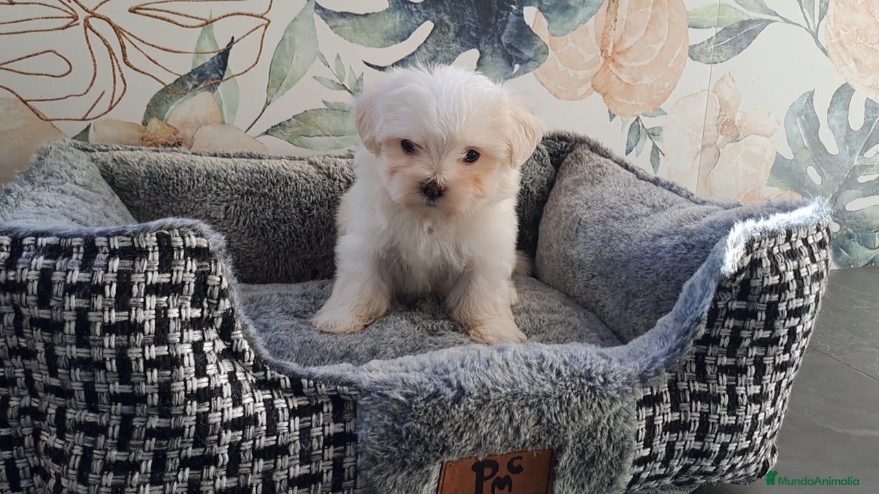Bichón Maltés perros Cachorritas de Bichon Maltes  - Anuncio 1