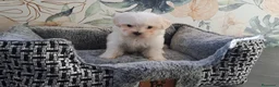 Bichón Maltés perros en venta: Cachorritas de Bichon Maltes  - Anuncio 1