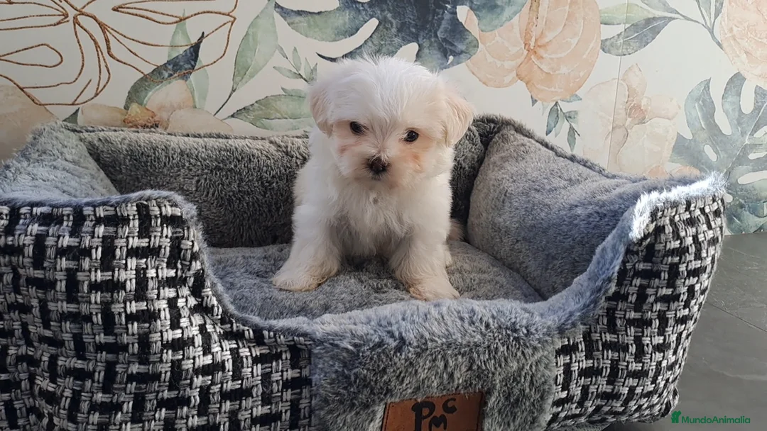Bichón Maltés perros en venta: Cachorritas de Bichon Maltes  - Anuncio 1