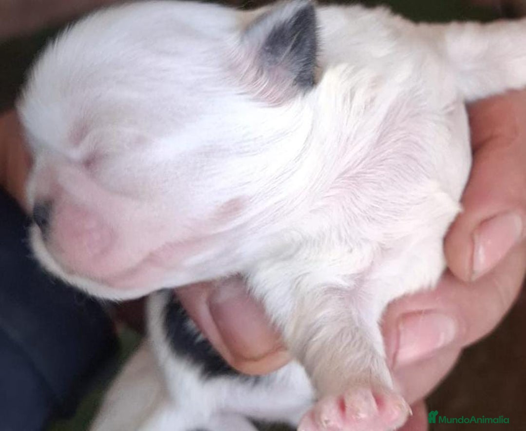 Shih Tzu perros en venta: Shitzu mini - Anuncio 7