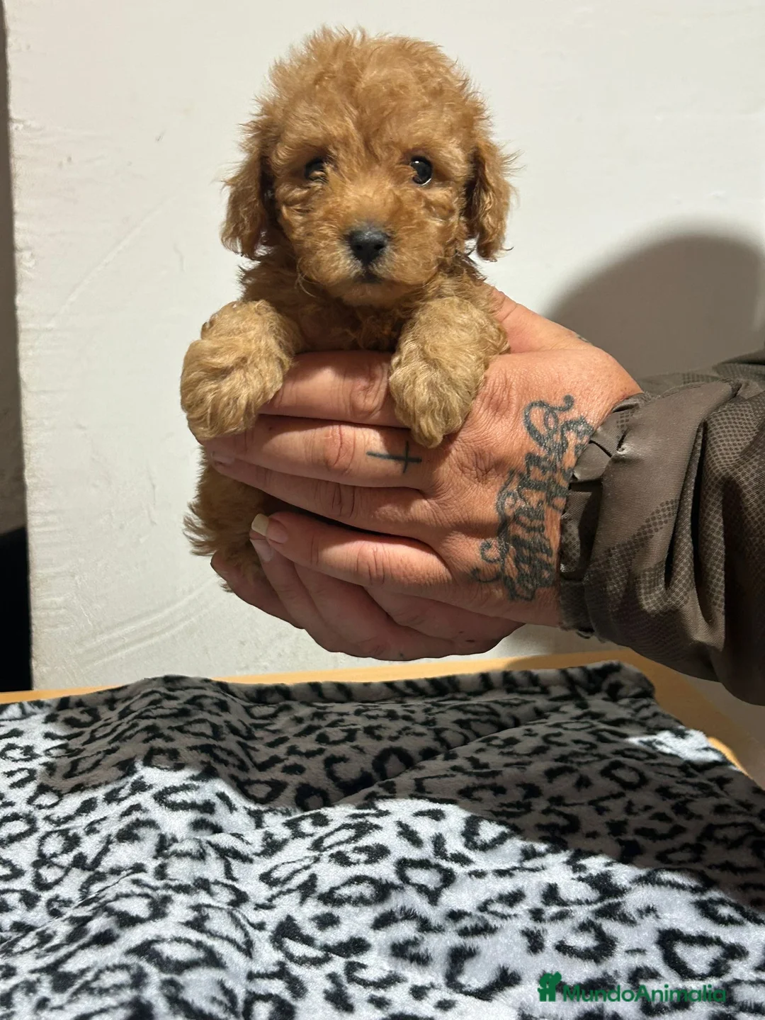 Caniche Toy perros en venta: Caniche toy - Anuncio 2