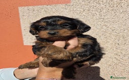Raza Mixta perros en venta: Yorkiepoo - Imagen 1
