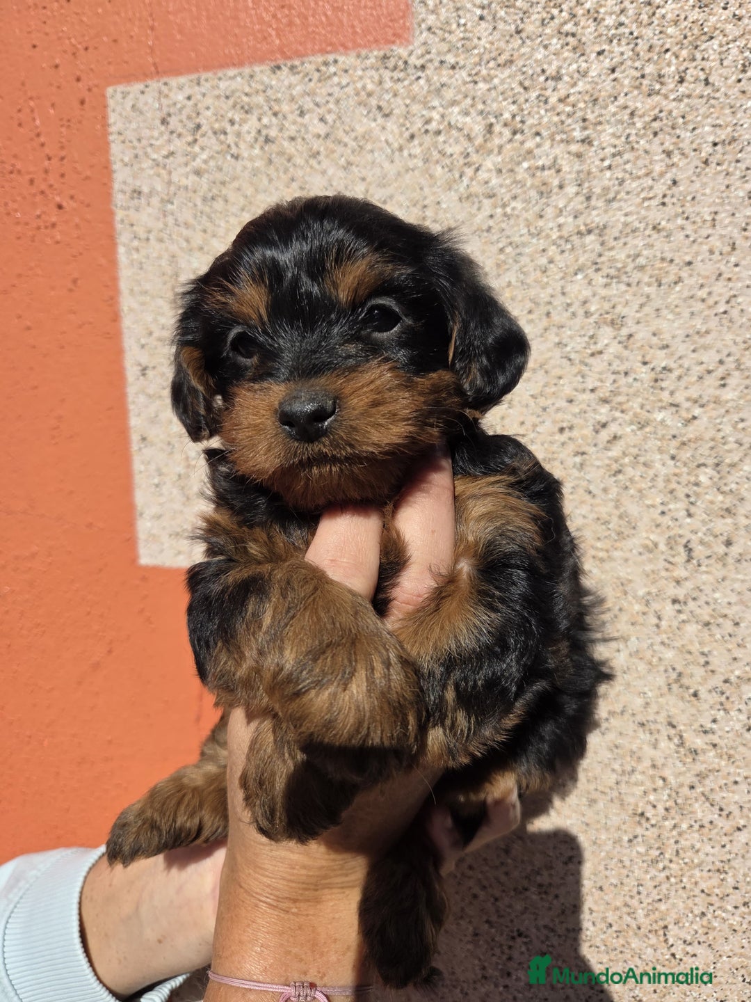 Raza Mixta perros en venta: Yorkiepoo - Imagen 1