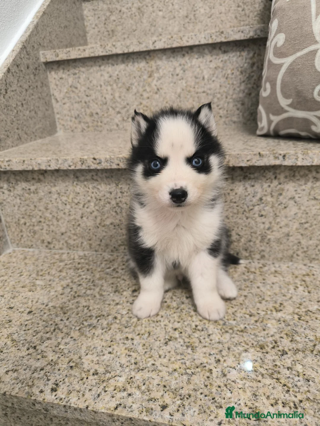 Husky Siberiano perros en venta: Cachorros de husky  - Anuncio 2