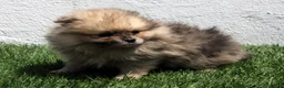 Pomerania perros en venta: Pomerania - Anuncio 19