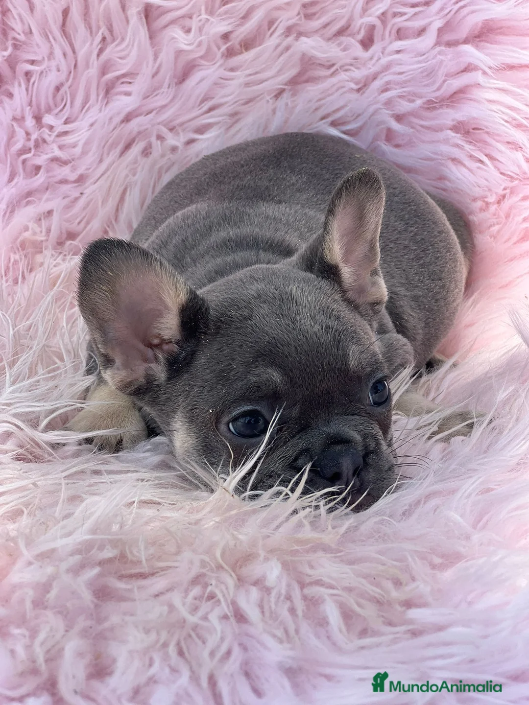 Bulldog Francés perros en venta: Bulldog francés blue and tan - Anuncio 7